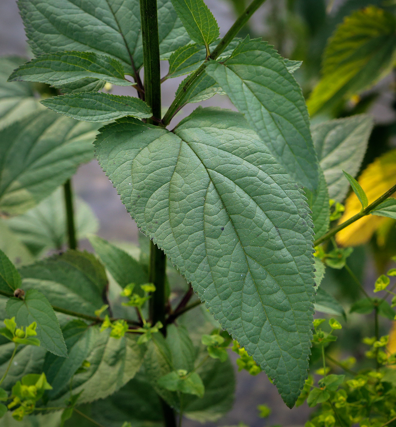 Изображение особи Scrophularia nodosa.