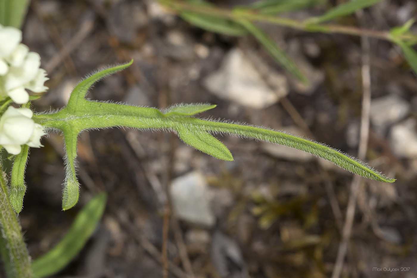 Изображение особи Prunella laciniata.