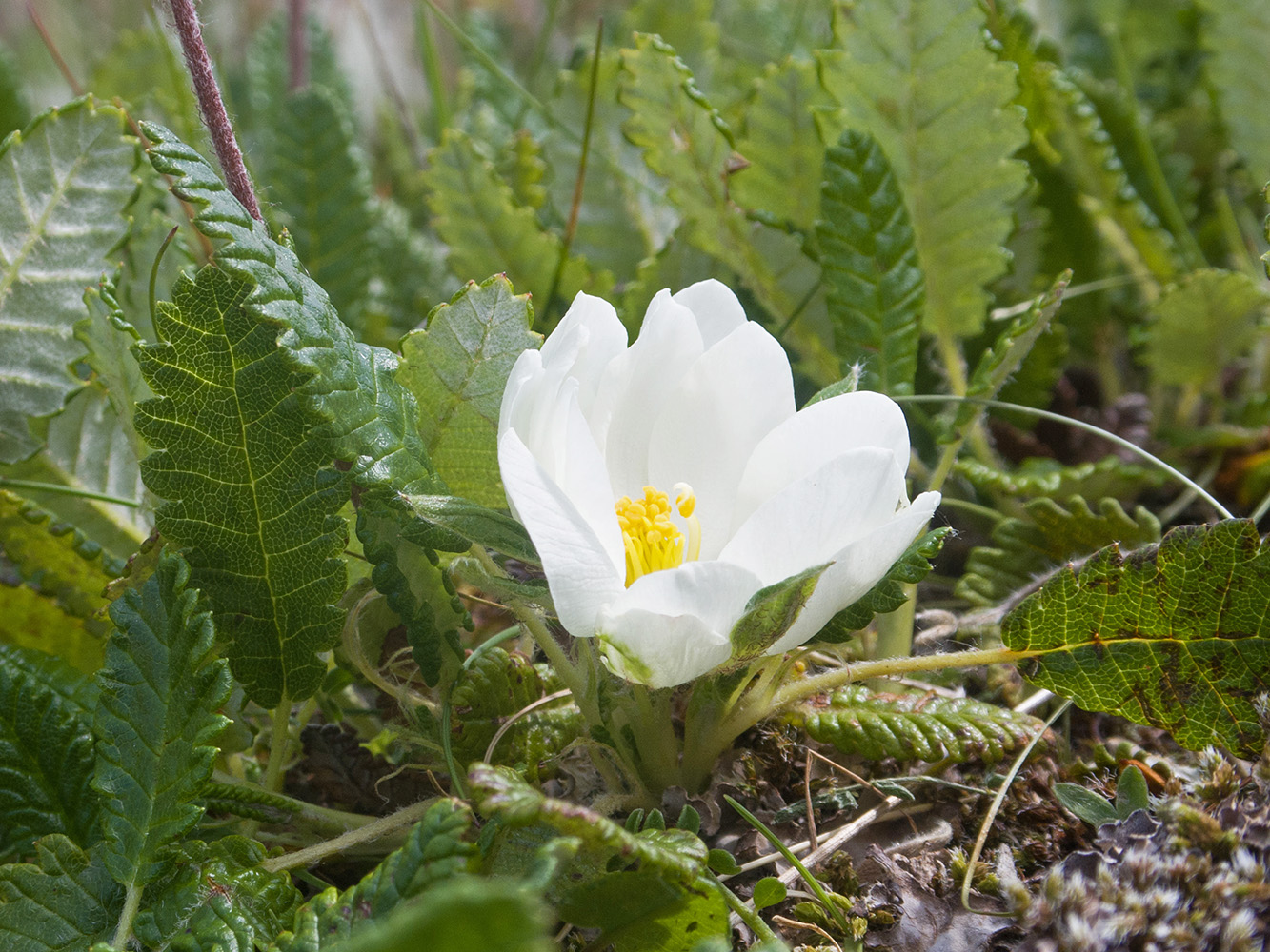 Изображение особи Dryas caucasica.