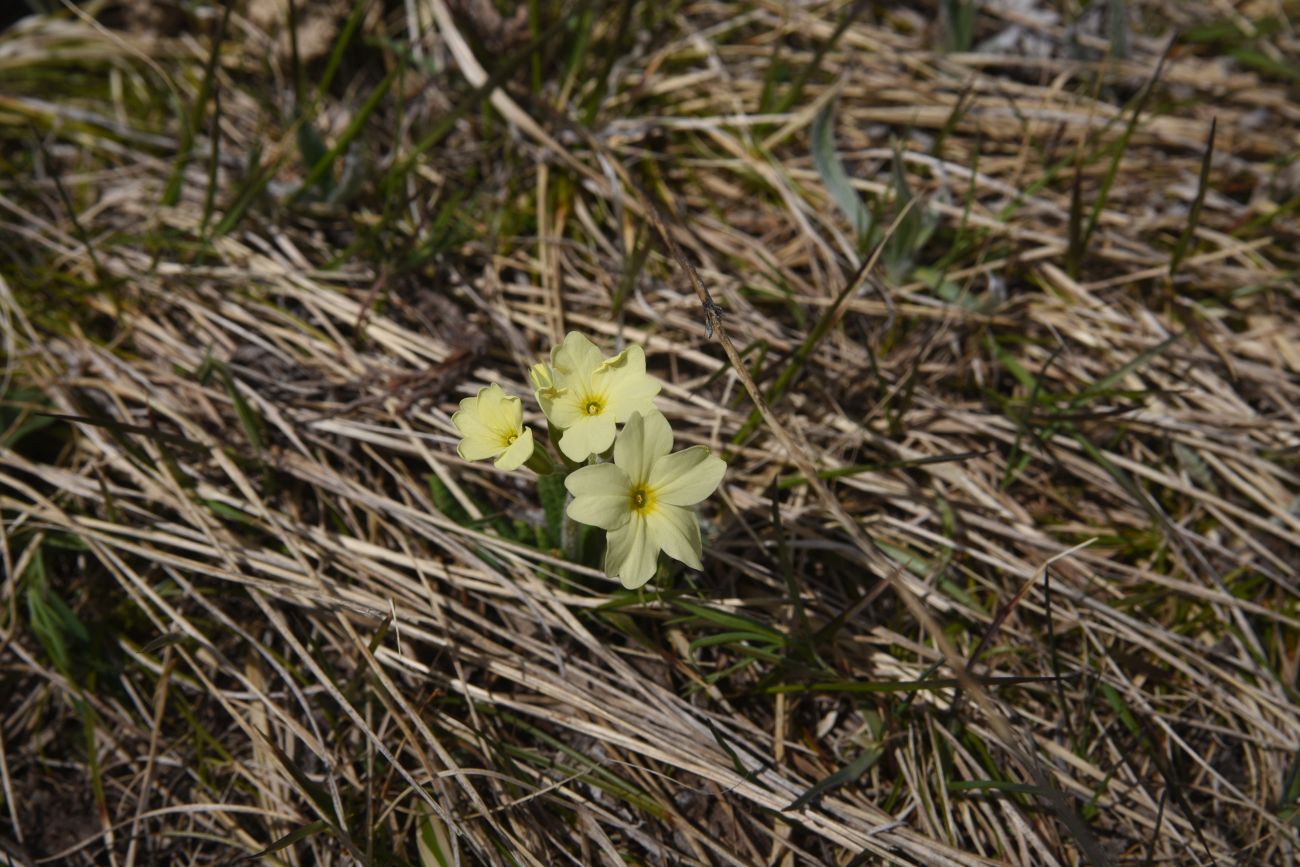Изображение особи Primula ruprechtii.