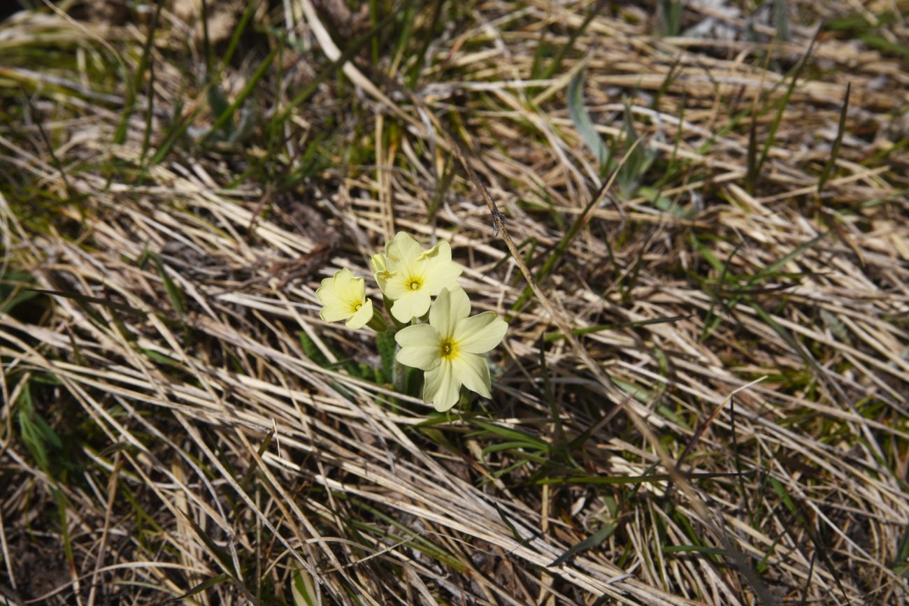 Изображение особи Primula ruprechtii.