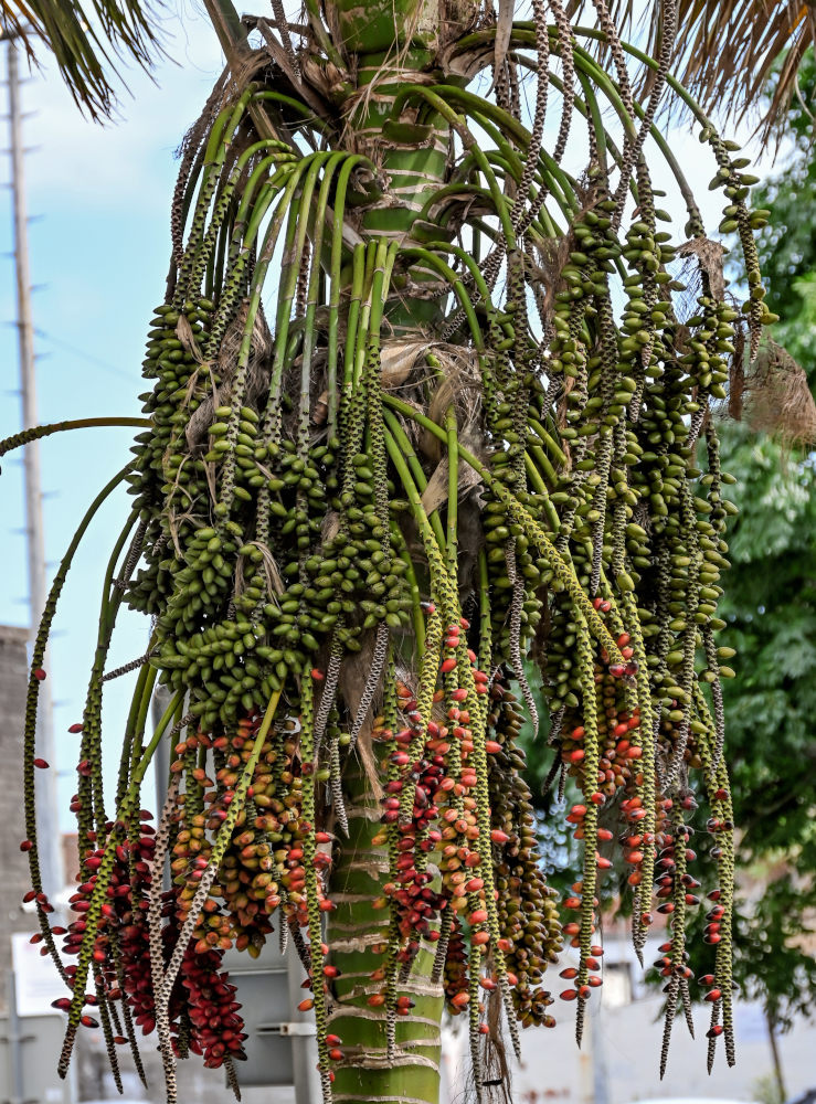 Image of Howea forsteriana specimen.