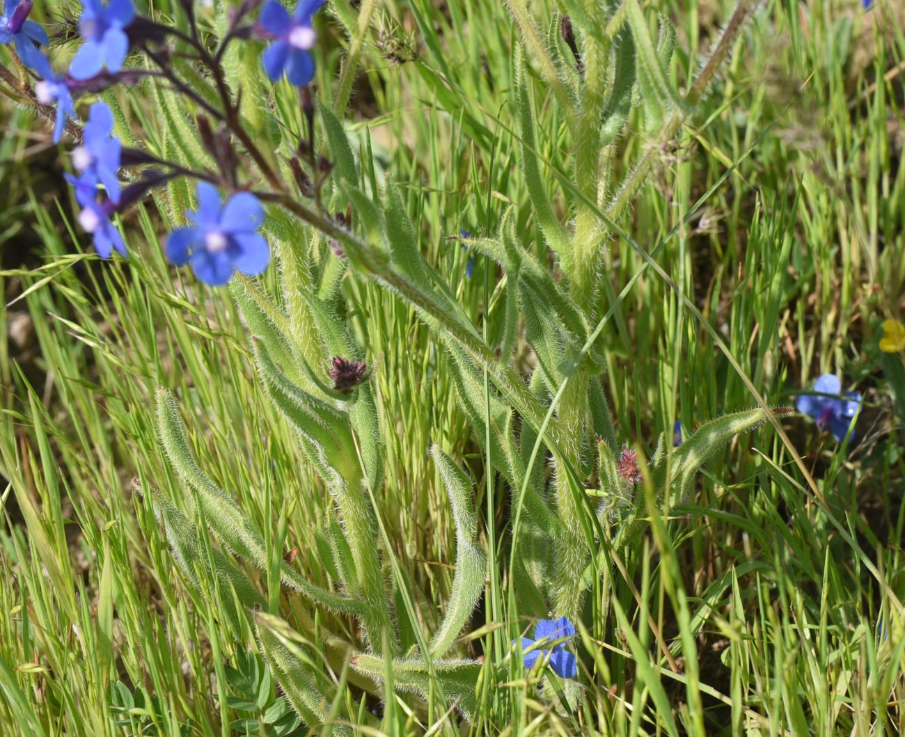 Image of Anchusa azurea specimen.