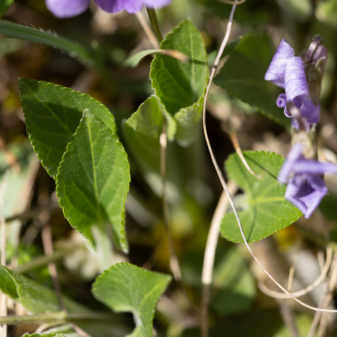 Image of genus Viola specimen.