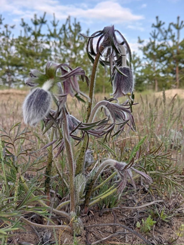 Image of Pulsatilla pratensis specimen.