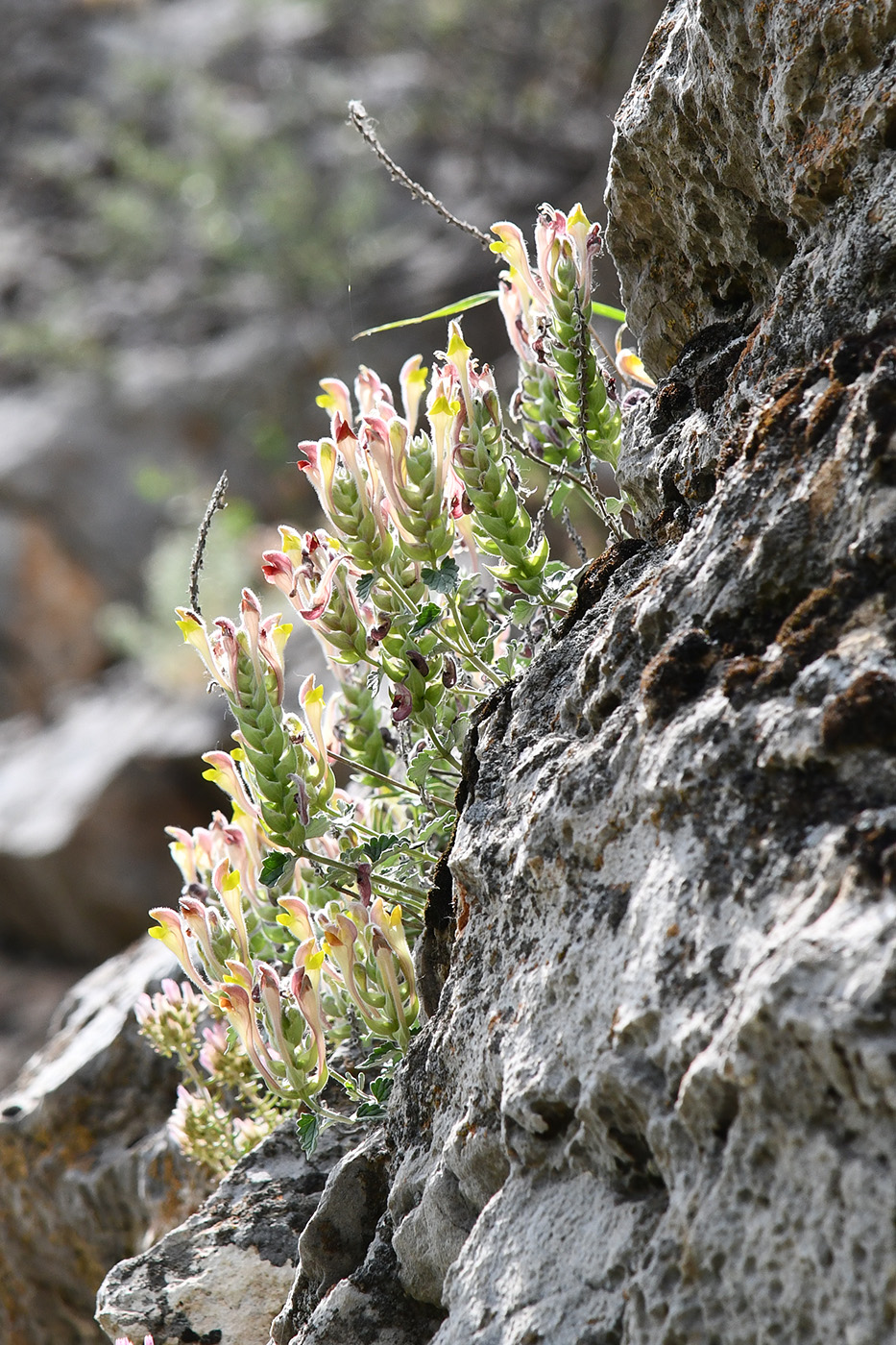 Изображение особи Scutellaria oxystegia.