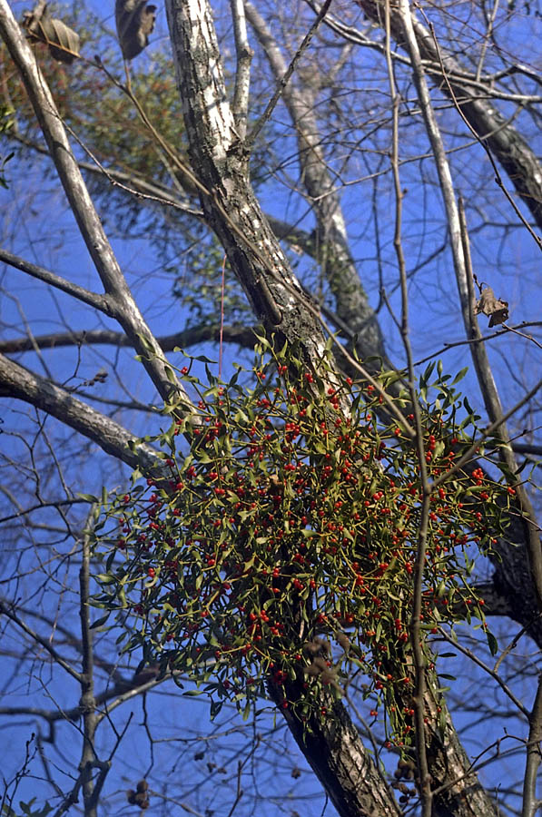 Image of Viscum coloratum specimen.