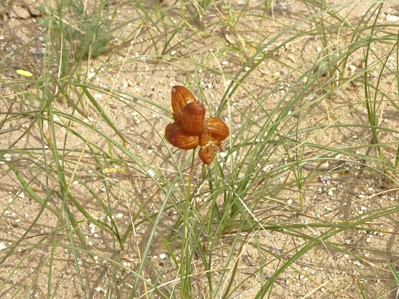 Image of Carex physodes specimen.