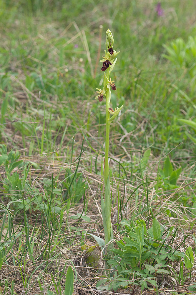 Изображение особи Ophrys mammosa ssp. caucasica.