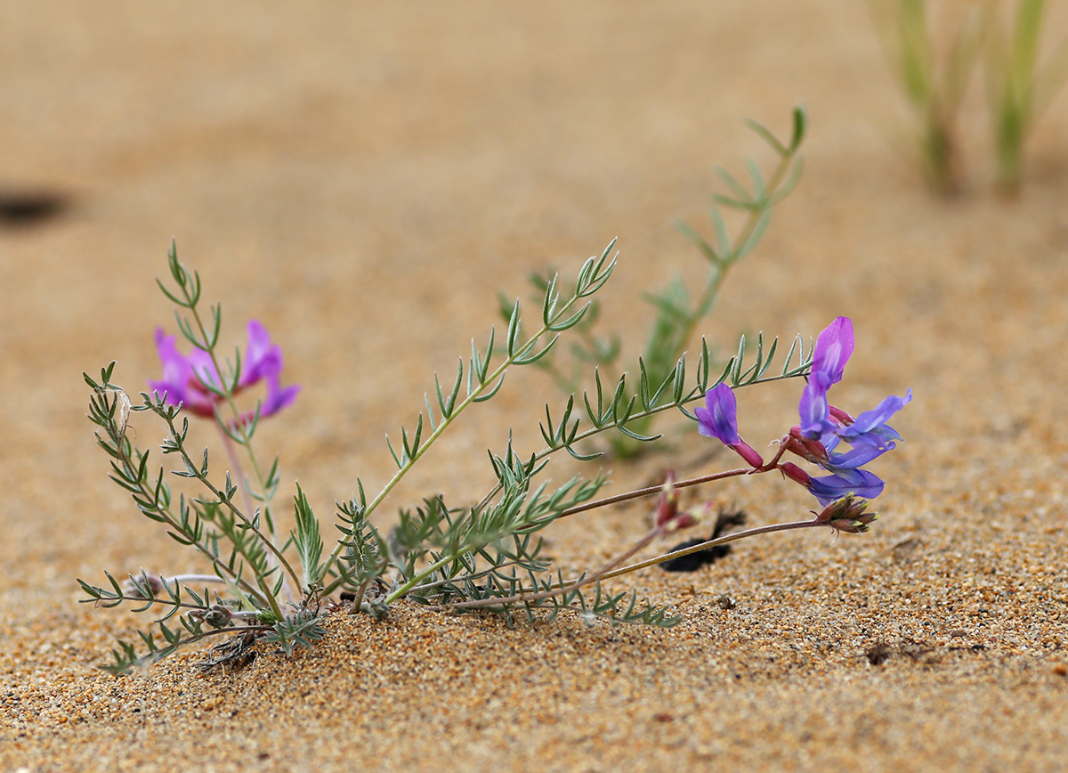 Image of Oxytropis hailarensis specimen.
