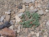 Astragalus lasiophyllus. Плодоносящее растение. Киргизия, Баткенская обл., Баткенский р-н, окр. с. Самаркандык, Туркестанский хр., горы Сары-Тоо, уроч. Мадыген, щебнистый склон. 13 мая 2026 г.
