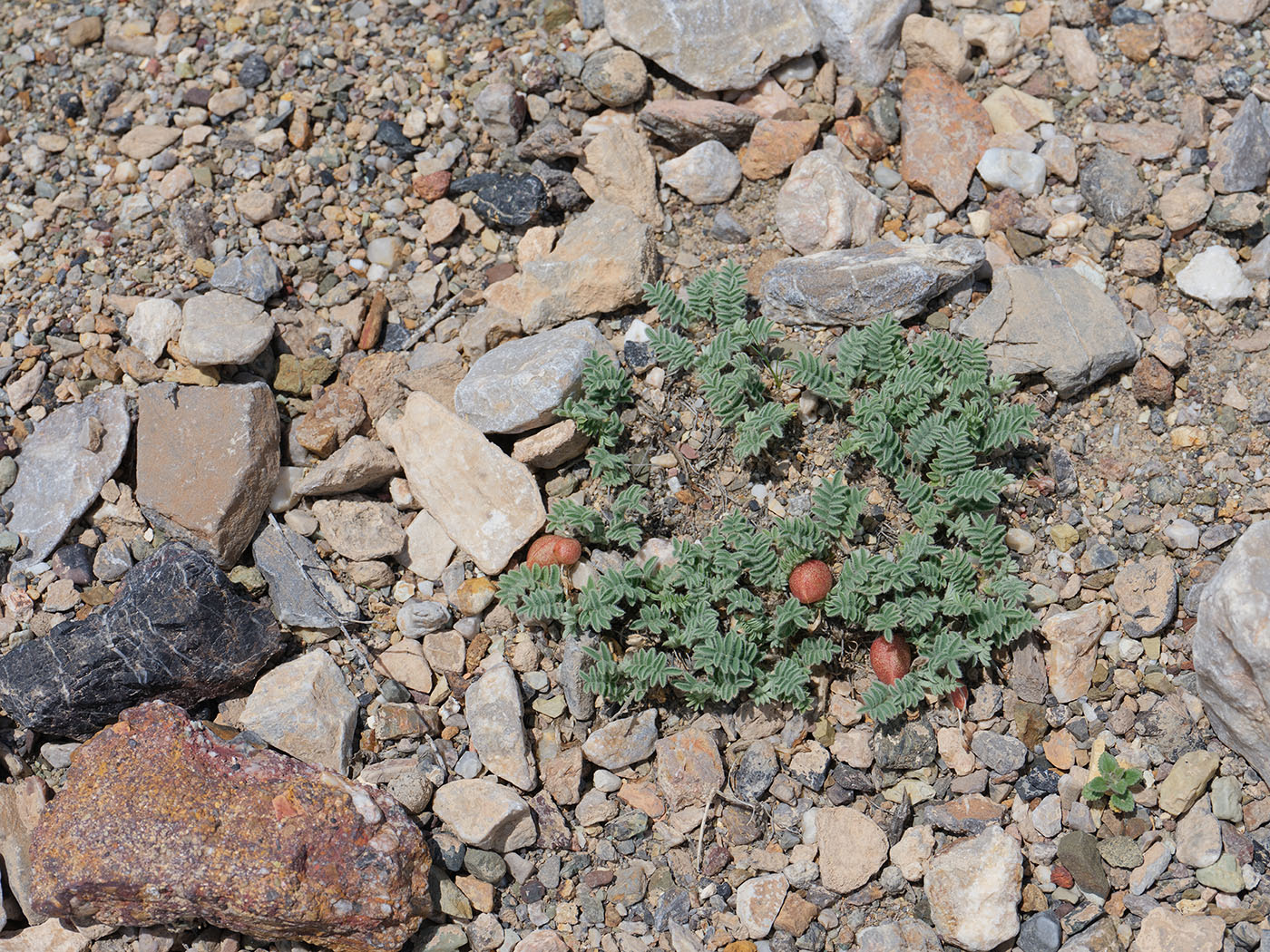Image of Astragalus lasiophyllus specimen.