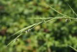 Brachypodium sylvaticum. Верхушка соцветия цветущего растения (видны пыльники). Краснодарский край, муниципальное образование город-курорт Сочи, Адлерский р-н, Кудепстинский сельский округ, окр. пос. Дубравный, Кудепстенский дендропарк, опушка широколиственного леса. 30.06.2024.
