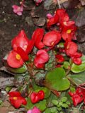 Begonia × hortensis. Цветущее растение. Москва, уличное озеленение. 19.09.2025.