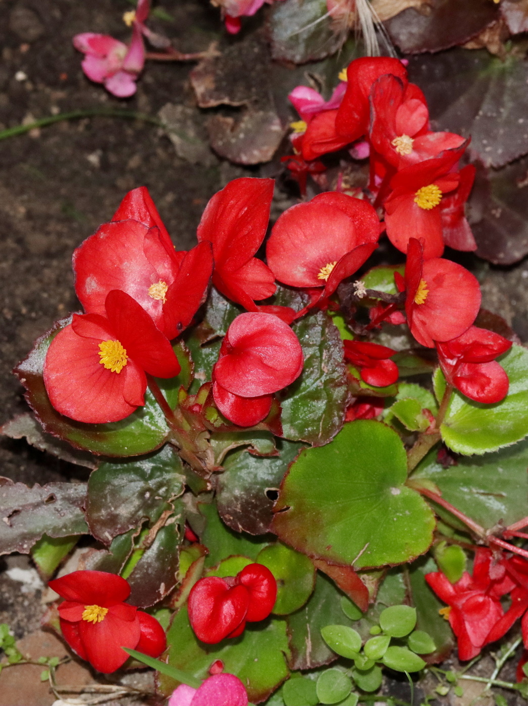 Image of Begonia × hortensis specimen.