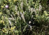 Astragalus platyphyllus. Отцветающее растение. Кыргызстан, Чуйская обл., Жайылский р-н, Сусамырская дол., ок. 3 км к СВ от с. Суусамыр, ок. 2300 м н.у.м., каменистый луговой склон, разнотравное сообщество. 06.07.2026.
