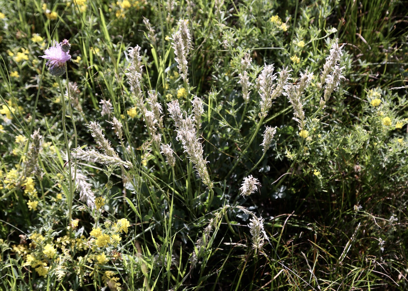 Image of Astragalus platyphyllus specimen.