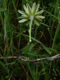 genus Tragopogon