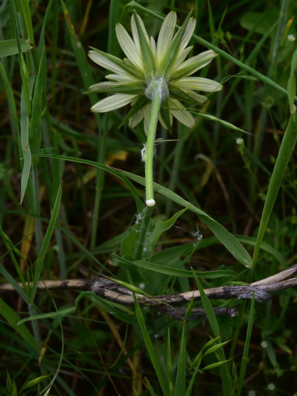 Image of Tragopogon graminifolius specimen.