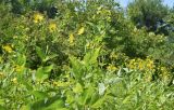 Silphium perfoliatum