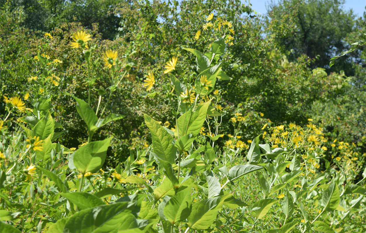 Image of Silphium perfoliatum specimen.