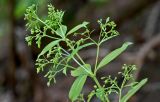 familia Rubiaceae. Верхушка побега с распускающимся соцветием. Португалия, о-в Мадейра, верховья р. Рибейра-Гранде, ≈ 1000 м н.у.м., лаврово-вересковый лес. 11.06.2026.