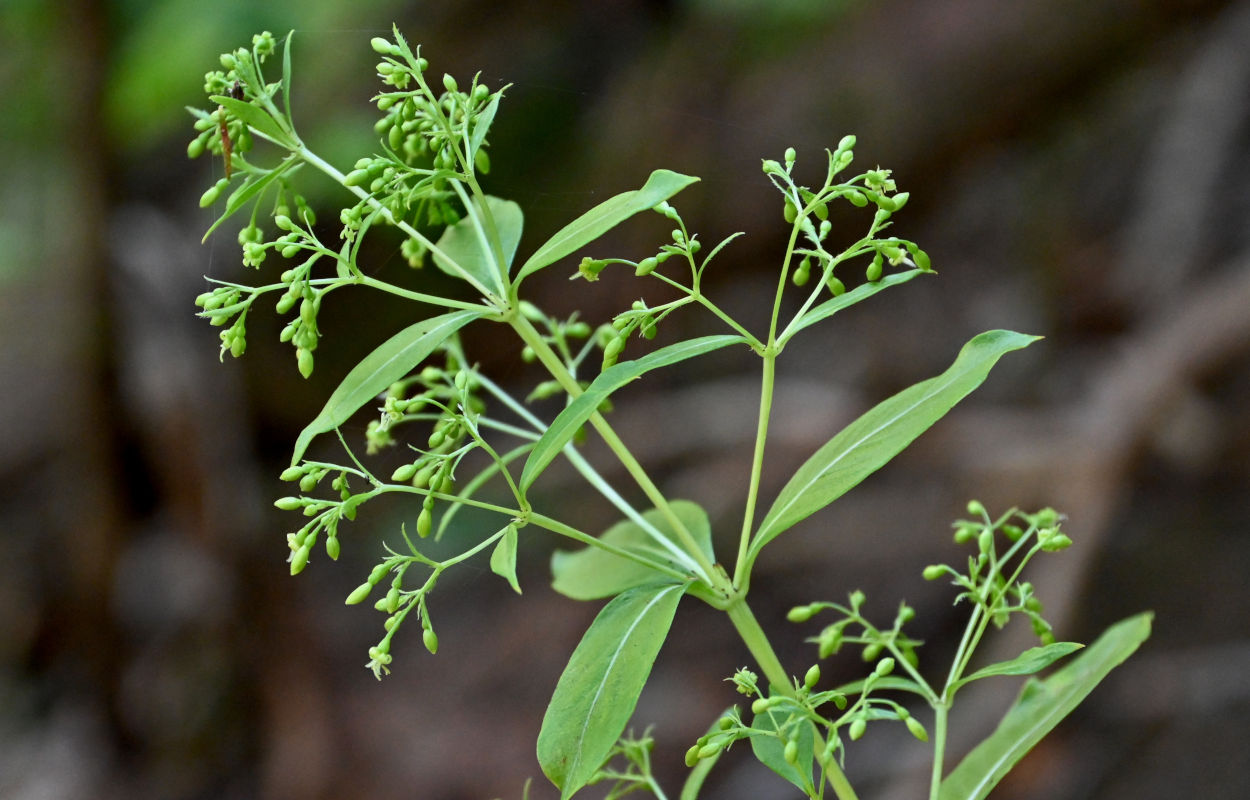 Image of familia Rubiaceae specimen.