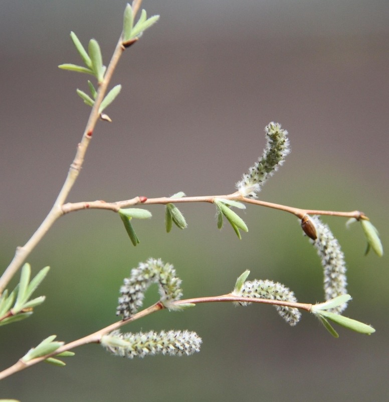 Image of Salix ledebouriana specimen.