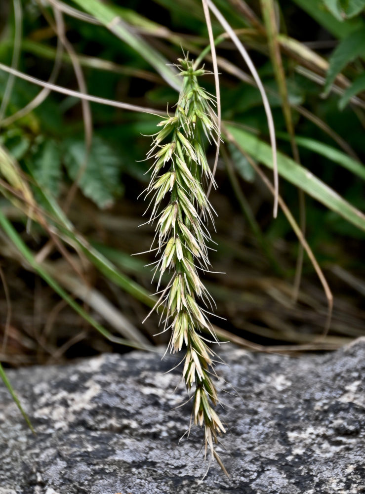Изображение особи род Elymus.