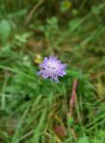 Knautia arvensis. Соцветие. Смоленская обл., Вяземский р-н, окр. дер. Савино, луг. 22 августа 2026 г.