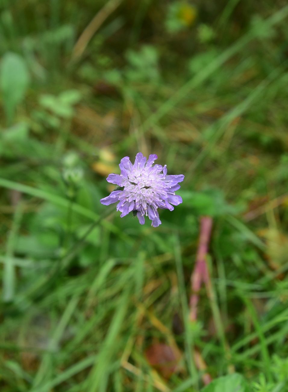 Image of Knautia arvensis specimen.