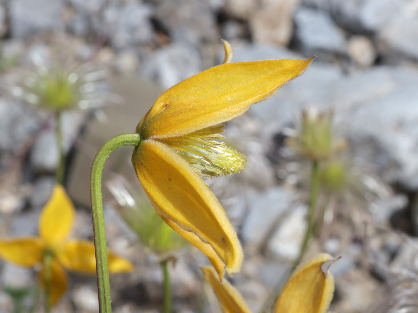Изображение особи Clematis tangutica.