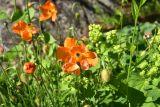 genus Papaver. Верхушки цветущих и плодоносящих растений. Турция, ил Артвин, р-н Юсуфели, 200 м ниже дер. Гюльпынар, выс. 1500 м н.у.м., берег реки. 13 июня 2026 г.
