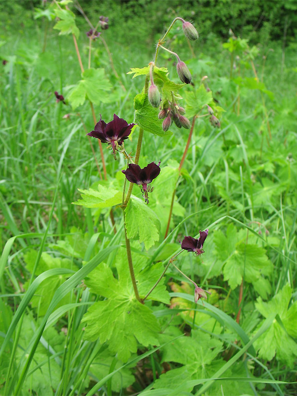 Изображение особи Geranium phaeum.