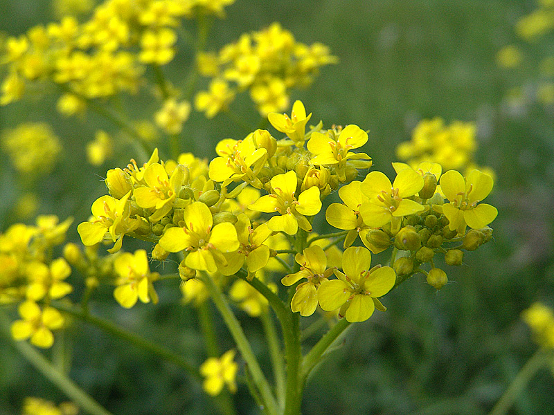 Image of Bunias orientalis specimen.