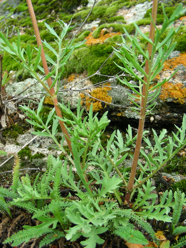 Image of Patrinia intermedia specimen.