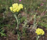 Helichrysum arenarium