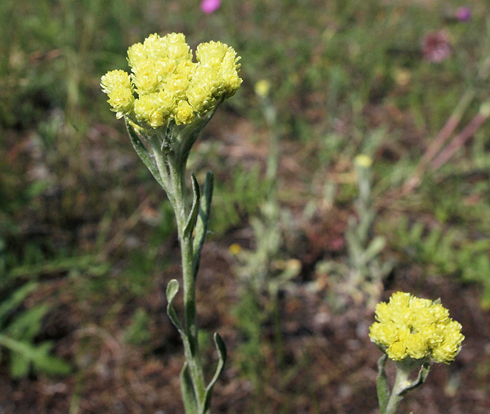 Изображение особи Helichrysum arenarium.