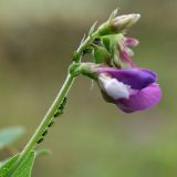 Lathyrus japonicus subspecies pubescens. Распускающееся соцветие с кормящимися тлями. Ленинградская обл., побережье в р-не пос. Большая Ижора, песчаная поляна в травяном сосняке на дюне. 17.07.2011.