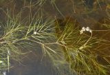 Potamogeton pectinatus. Побег с соцветием. Архангельская обл., Вельский р-н, окр. пос. Усть-Шоноша, р. Вель. 11.07.2011.