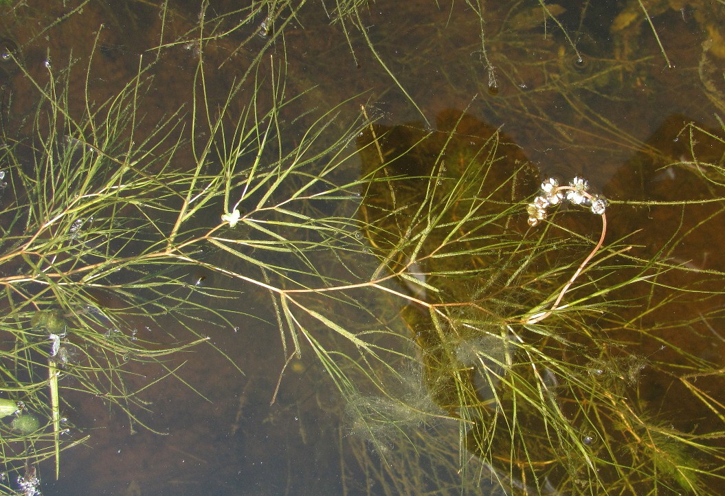 Image of Potamogeton pectinatus specimen.