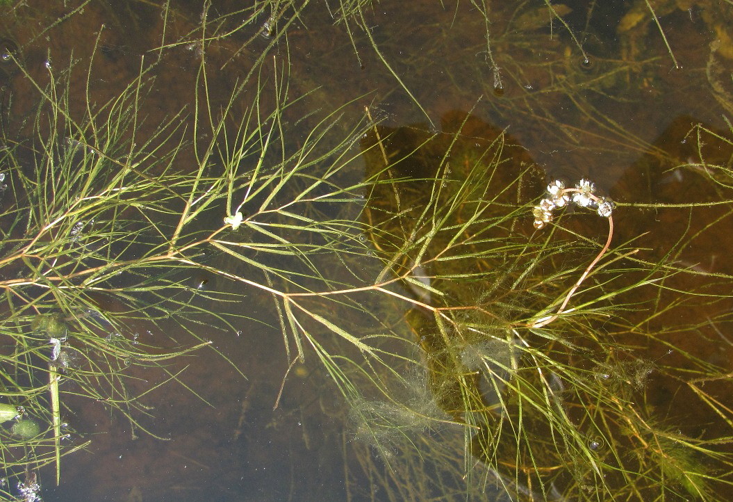 Изображение особи Potamogeton pectinatus.