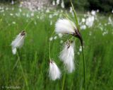 Eriophorum latifolium