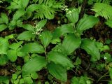 Smilacina hirta