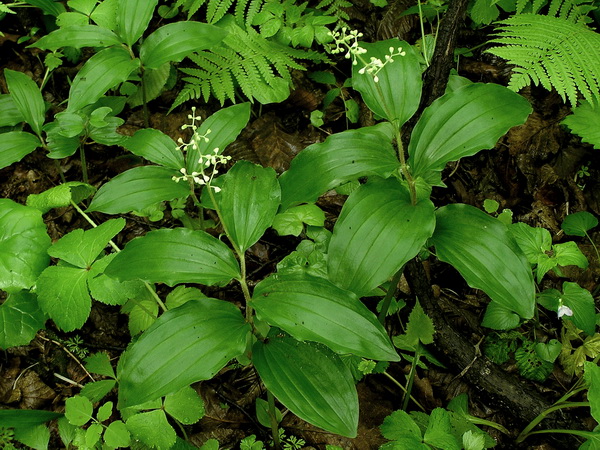 Изображение особи Smilacina hirta.