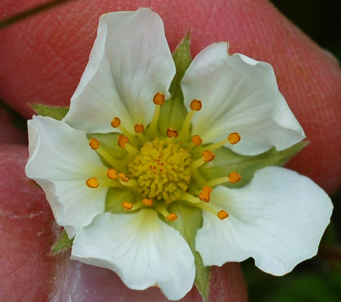 Изображение особи Fragaria yezoensis.