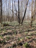 Galanthus plicatus