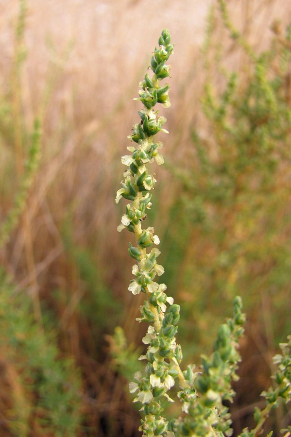 Изображение особи Salsola laricina.