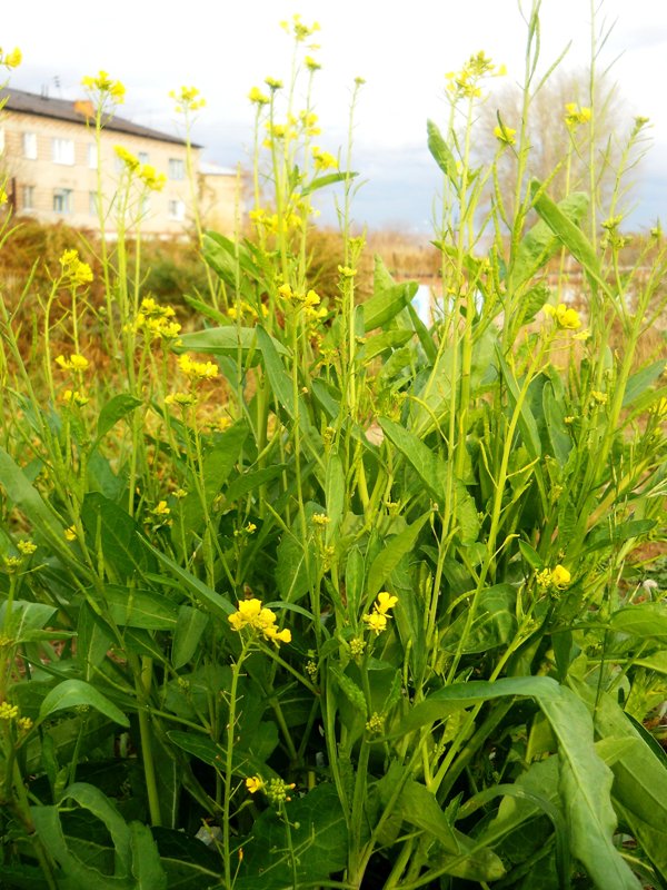 Image of Brassica juncea specimen.