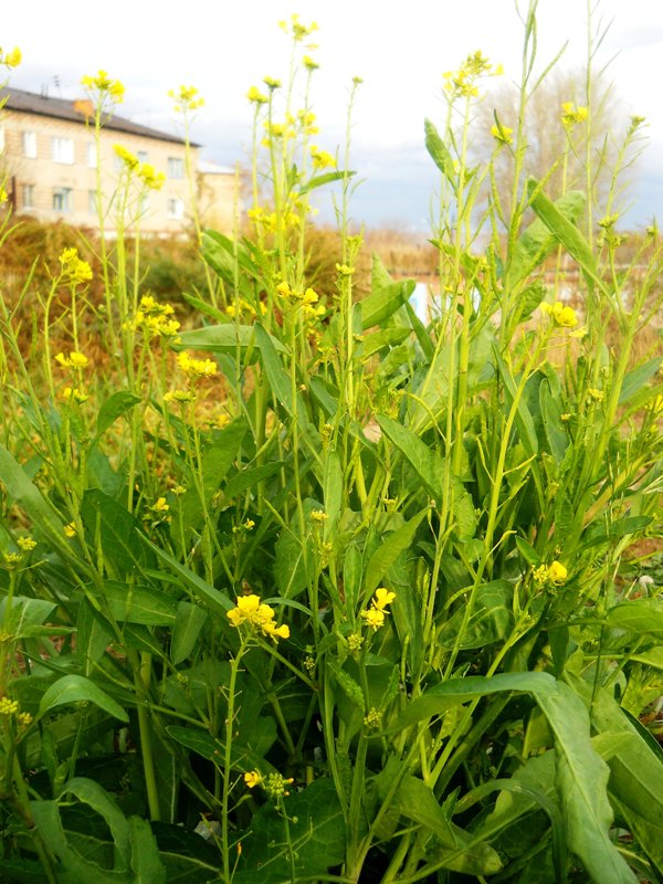 Изображение особи Brassica juncea.